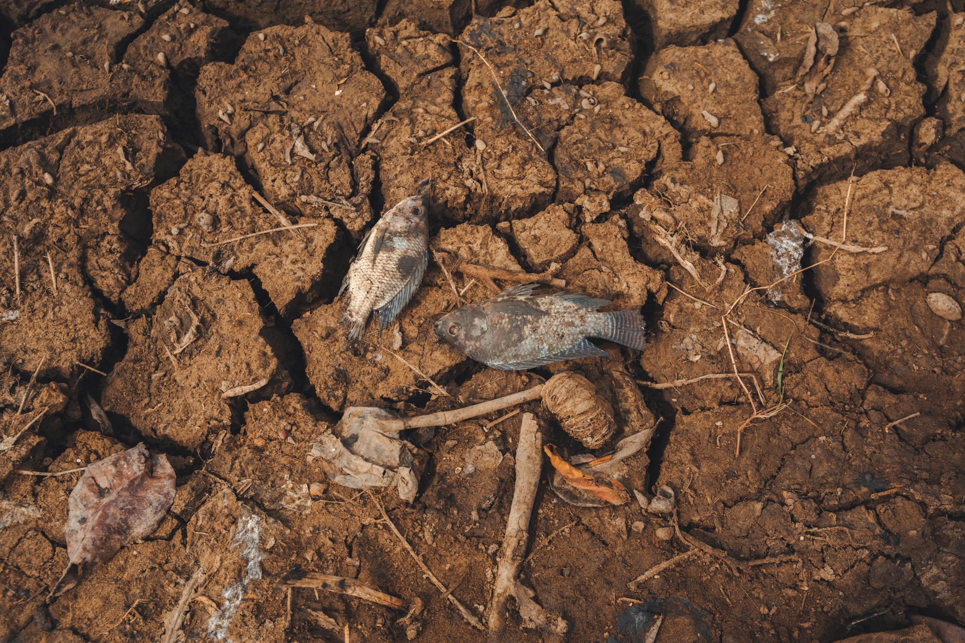 Two dead fish on sun-cracked earth, symbolizing drought impact on aquatic life.