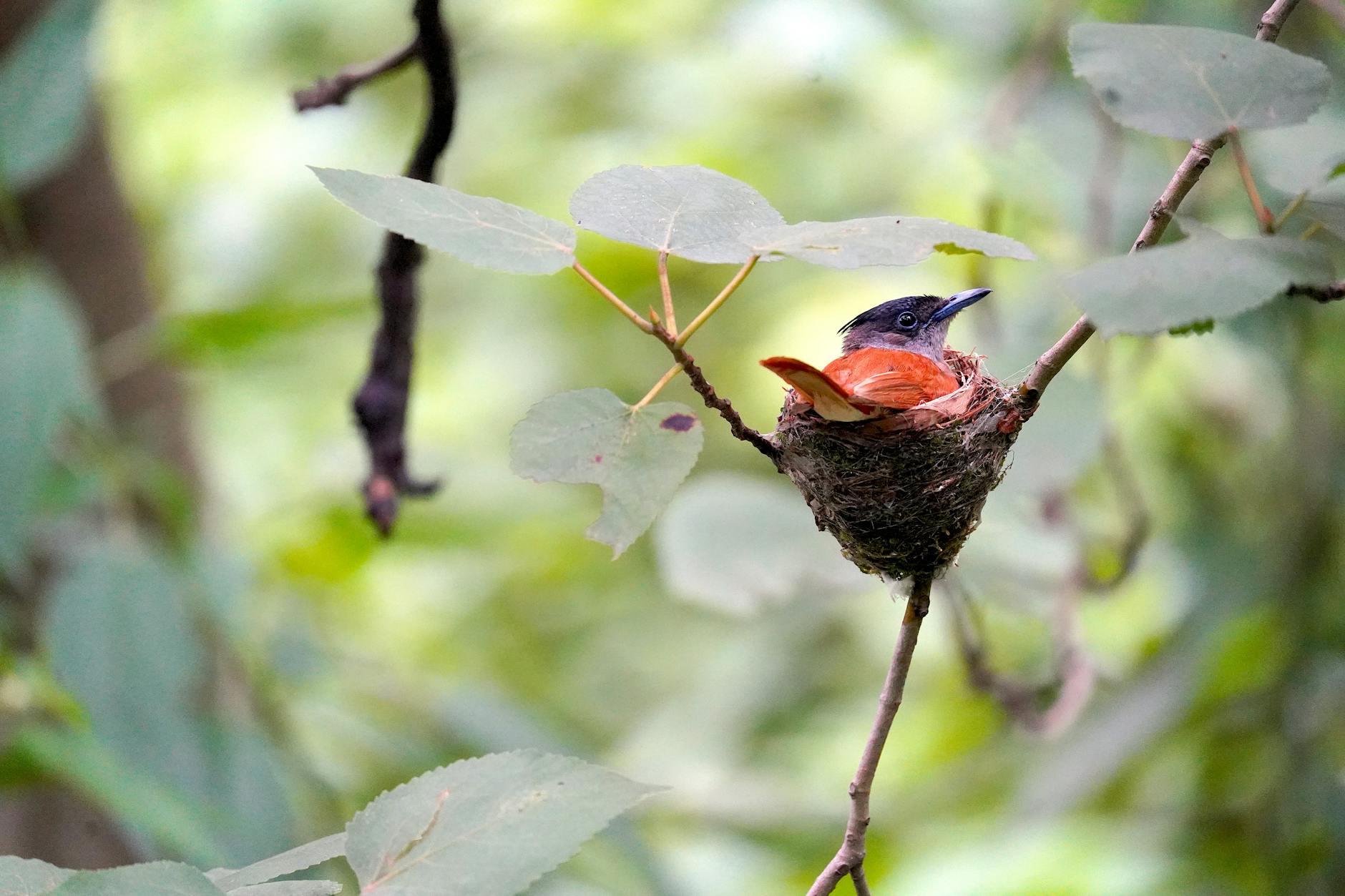 A colorful bird resting in a nest amidst lush greenery in Bir, Himachal Pradesh.