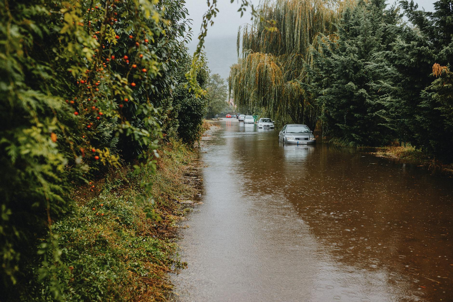 A flooded street with submerged cars and overgrown trees, illustrating urban flooding impact.