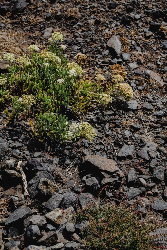 conservation, habitat preservation, native plants, ecological balance