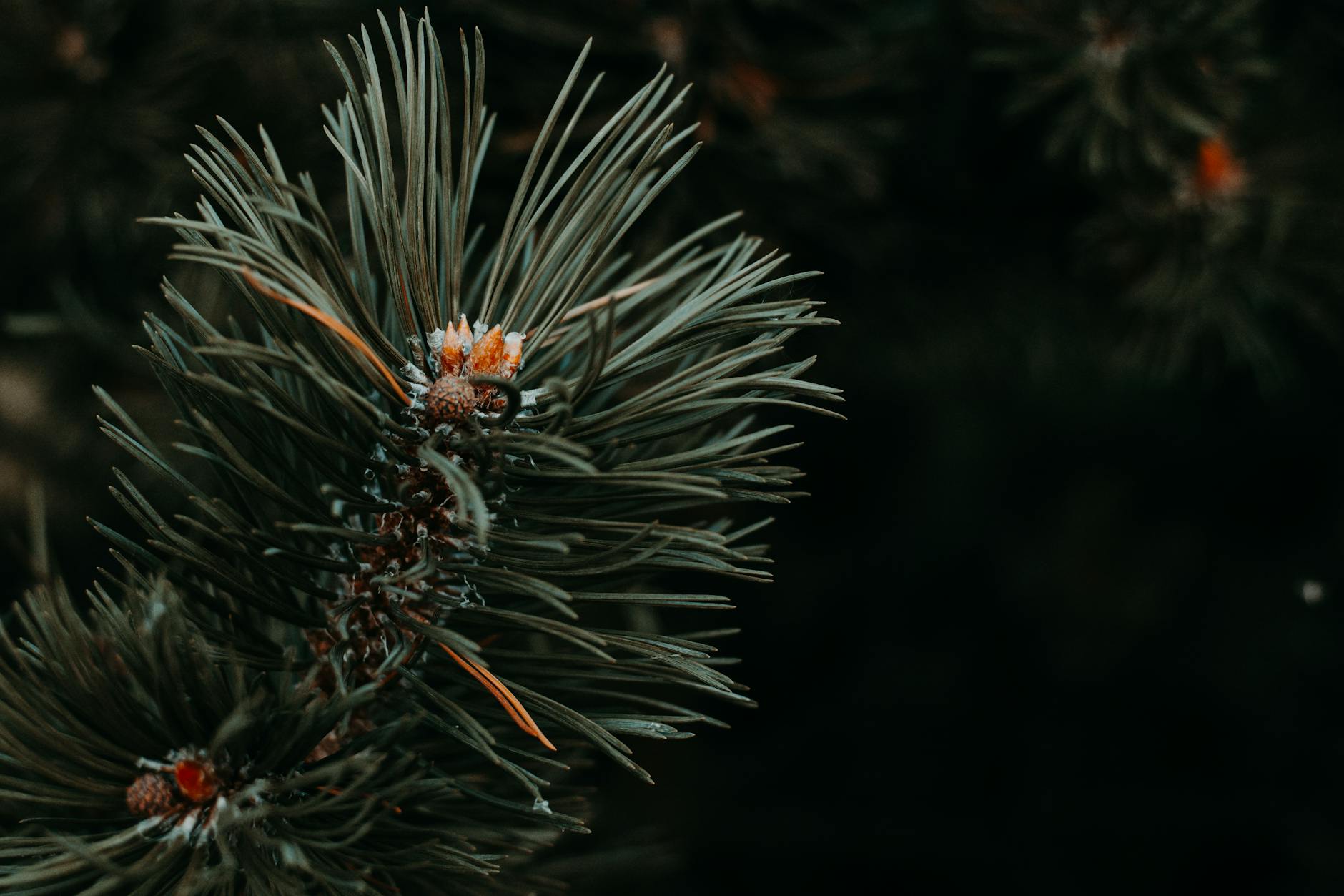 Detailed view of pine tree needles showcasing natural textures and colors.